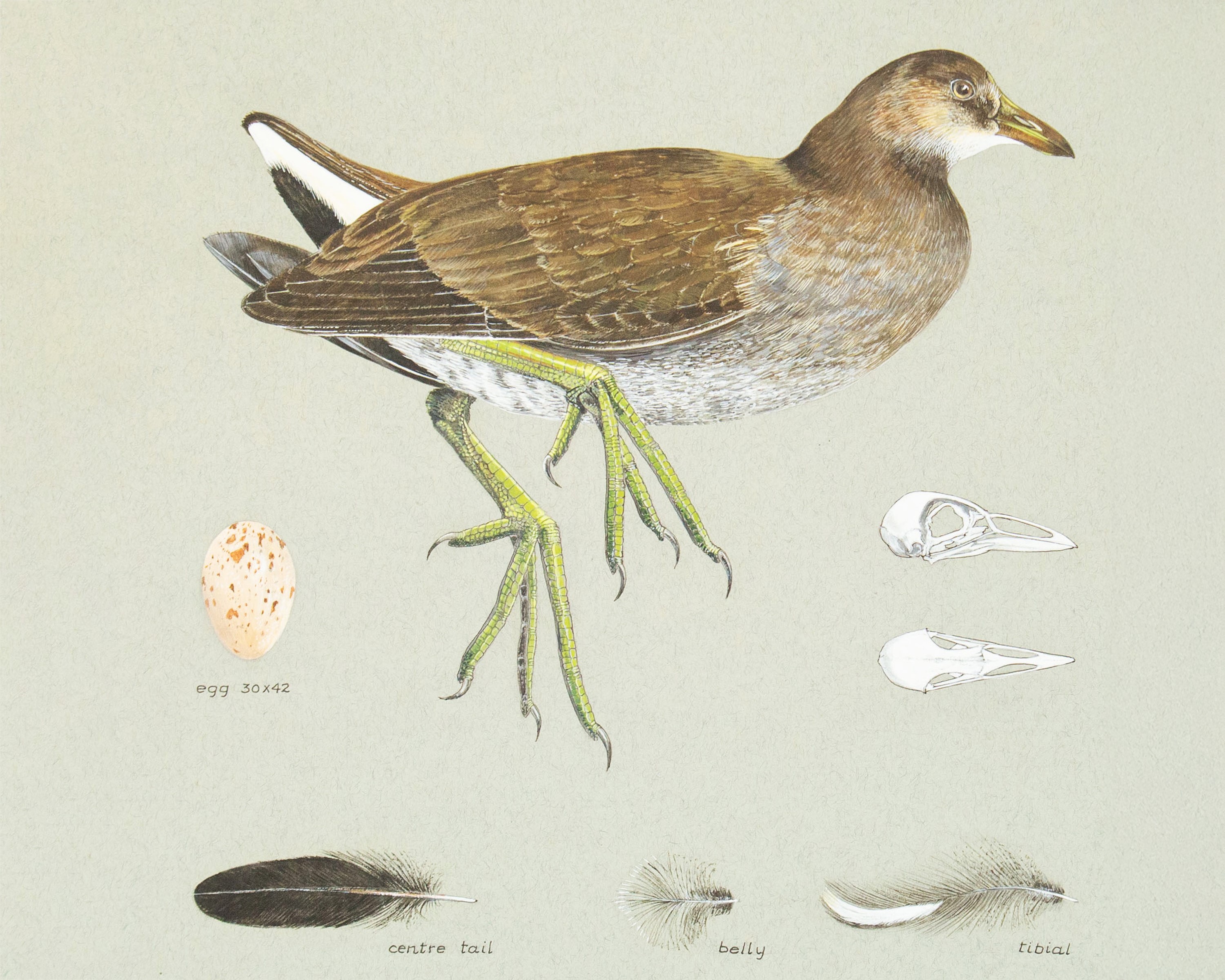 The Timed Art Sale - Including the Exceptional Ornithological Paintings of Valentine Paton